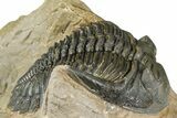 Hollardops Trilobite - Foum Zguid, Morocco #363223-1